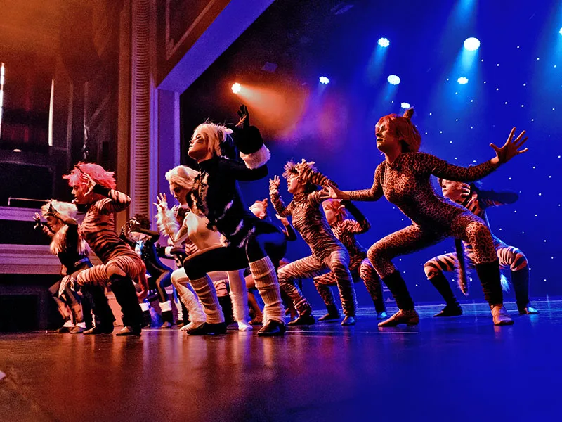 dance show photography of dancers in school performance of cats